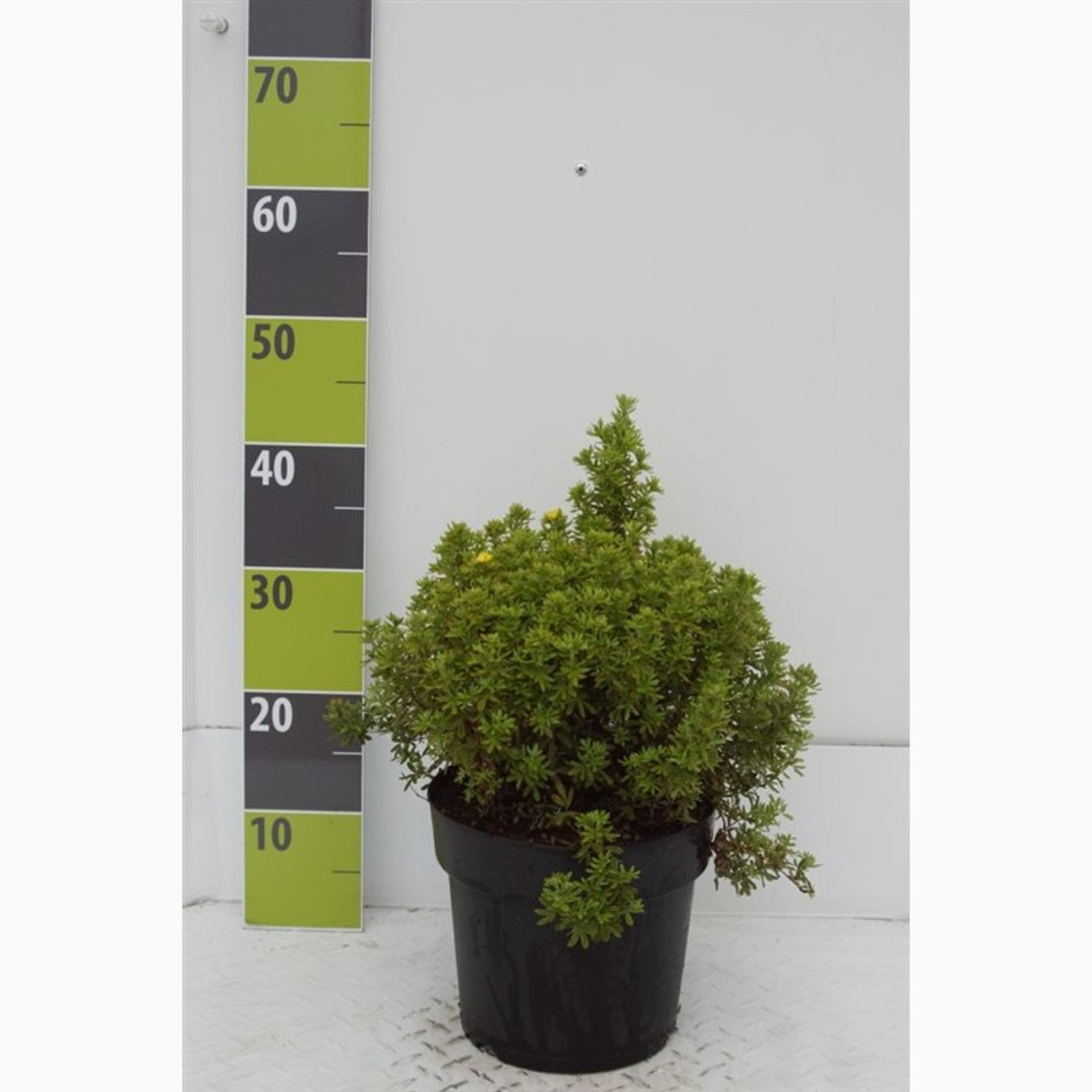 Praktspirea – Potentilla fruticosa 'Mango Tango' - C5 30-40 CM